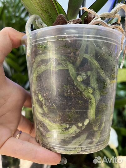 Орхидея фаленопсис