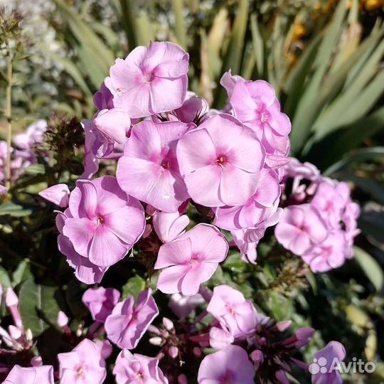 Эукомис флокс