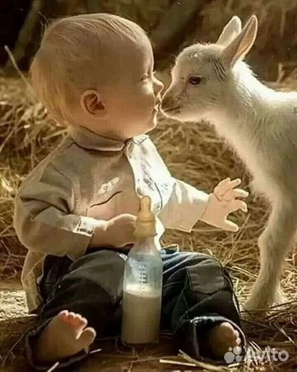 Молоко парное козье