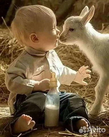 Молоко парное козье