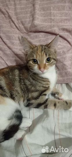 Котодетки в добрые руки