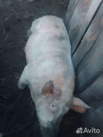 Продам кабана