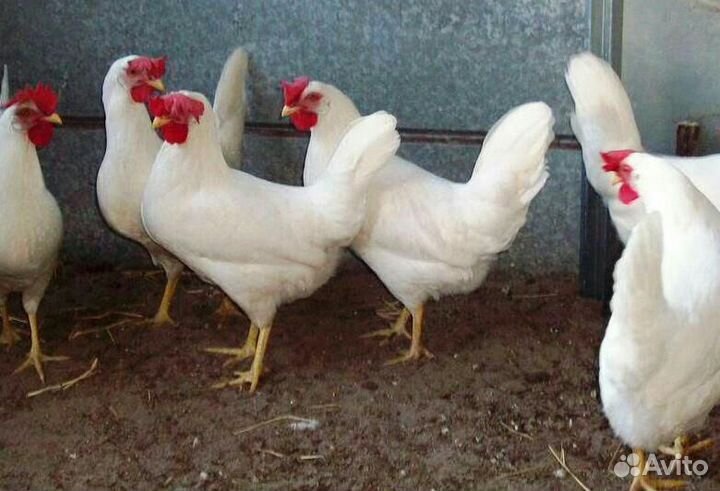 Рыжие молодки 6-ти месячные