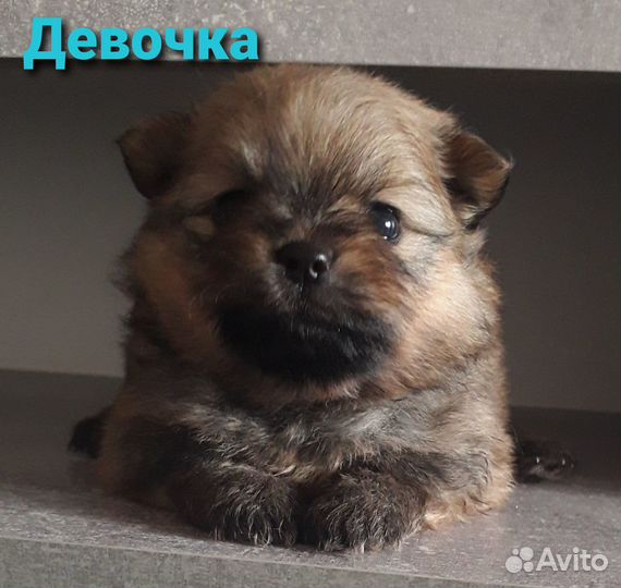 Щенки померанского шпица