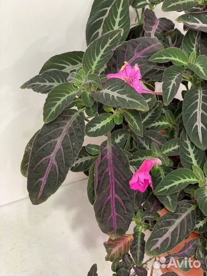 Руэллия Портеллы