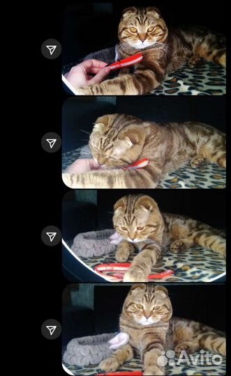 Вязка шотландский кот