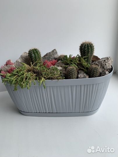 Композиция из кактусов (суккулентов)