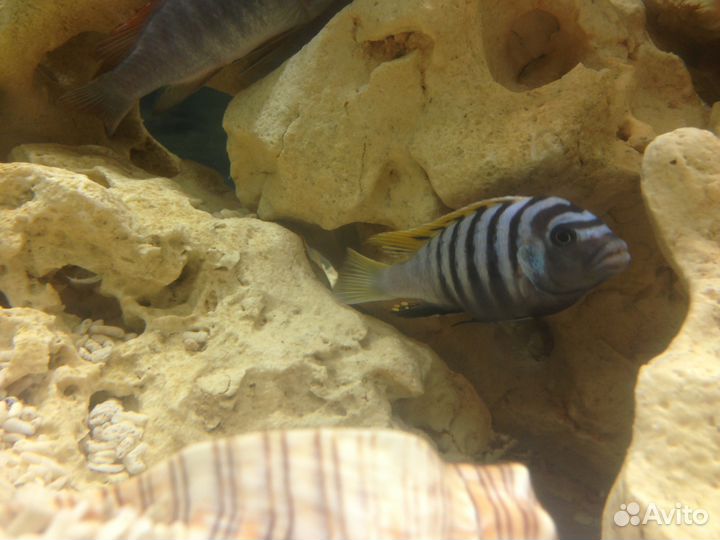 Аквариум для рыбок