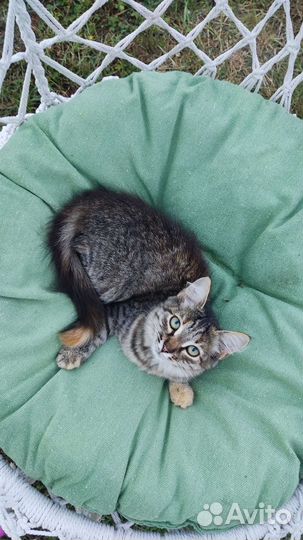 Кошка
