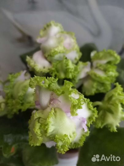 Фиалки сортовые