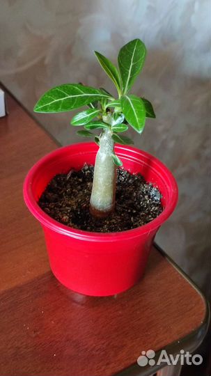 Адениумы черная птица