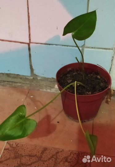 Калла, Шефлера, Драцена