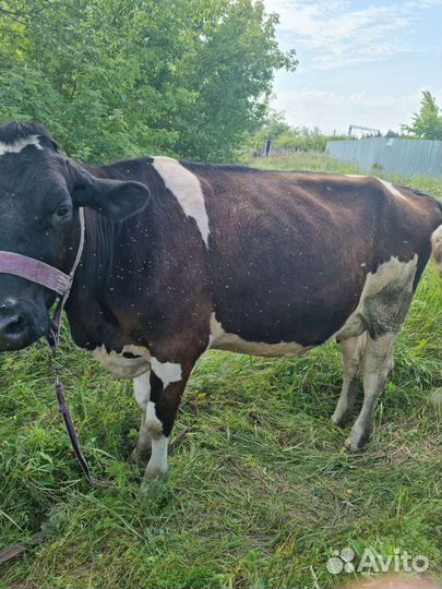 Корова стельная дойная