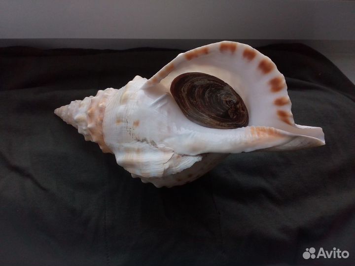 Раковина ракушка Charonia lampas gold 263 mm