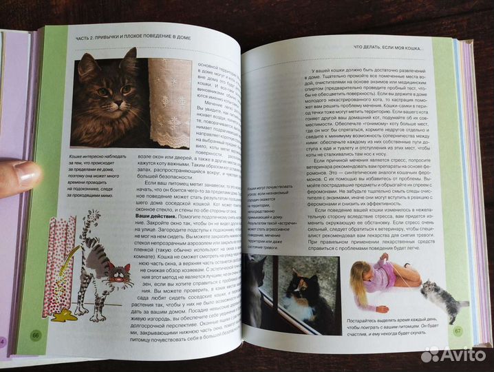 Что делать, если моя кошка