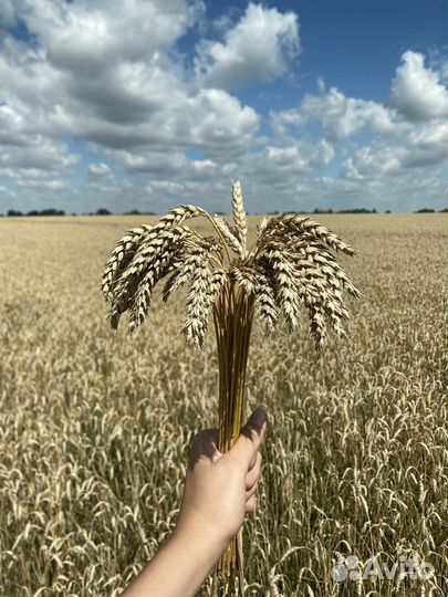 Букет из сухоцветов