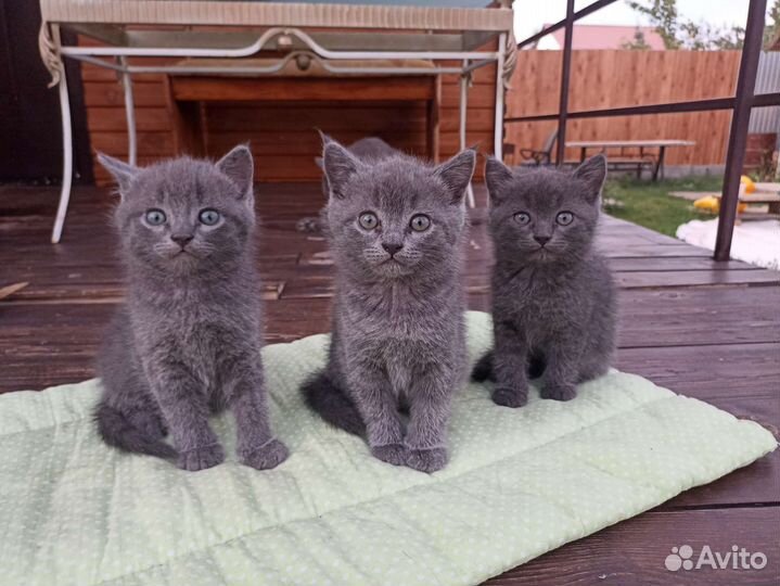 Британские котята без родословной