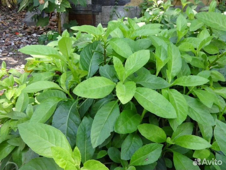 Джинура -шпинат долголетия и здоровья