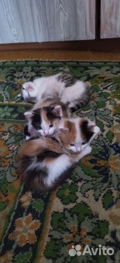 Котята