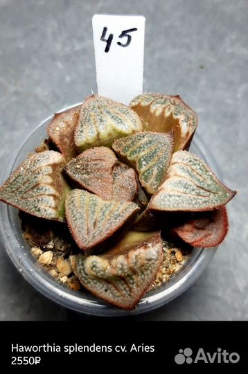 Хавортия(splendens, picta) 2