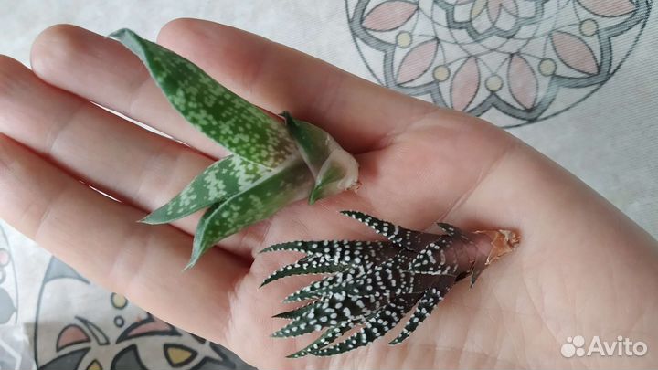 Суккуленты