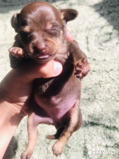 Той-терьер стандарт щенки