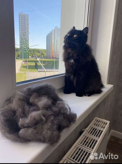 Груминг кошек. Экспресс линька кошек. Вычес