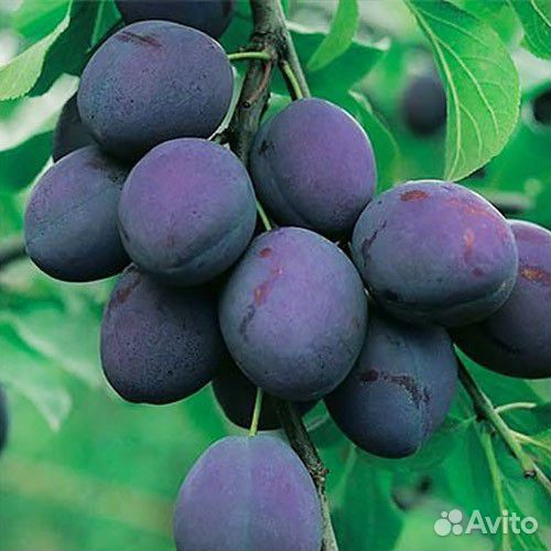 Чернослив «президент «,сажецы