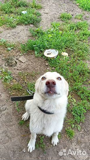 Собачка кобель