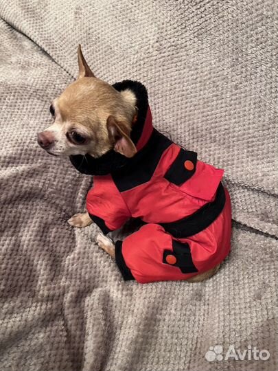 Одежда для маленьких собак