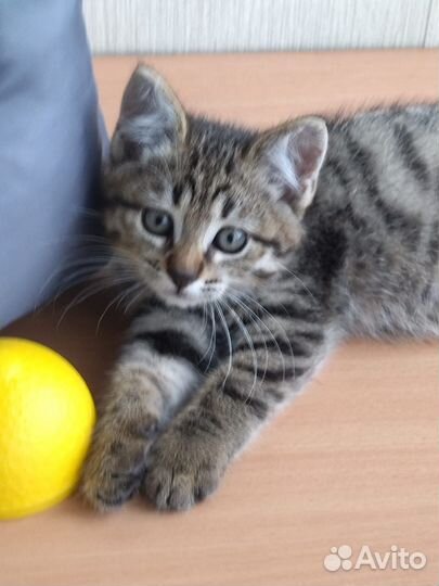 Малыш крепыш2,5 месяца