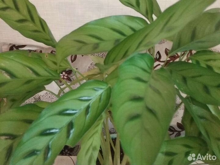 Сингониумы, калатеи