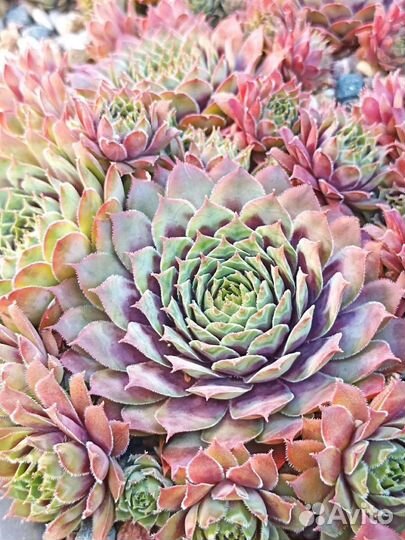 Набор молодил