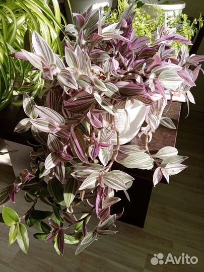 Комнатные растения цветы