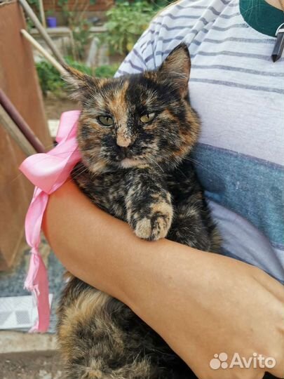 Кошка бесплатно