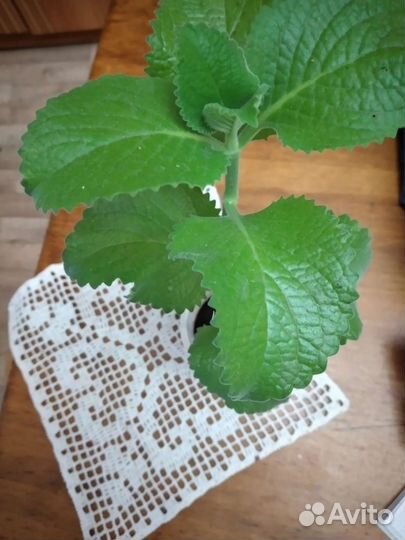 Комнатная мята