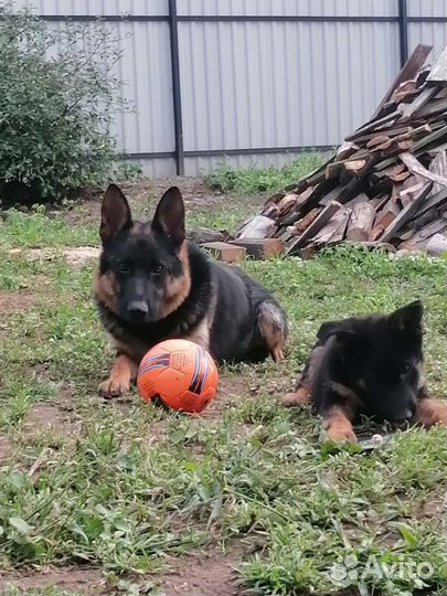 Щенки немецкой овчарки