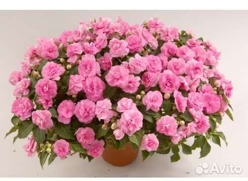 Бальзамины махровые в стаканчиках