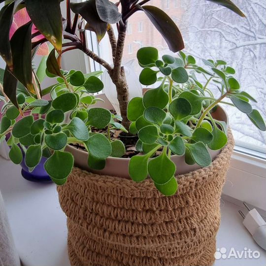 Цветы, растения разные