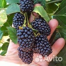 Саженцы ежевики