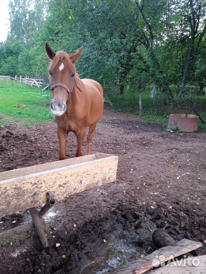 Кобыла,телка,корова