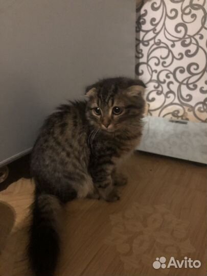 Кошечка вислоухая