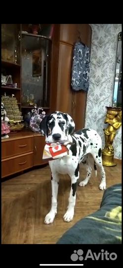 Продам Немецкого Дога - девочка, 1,5 года