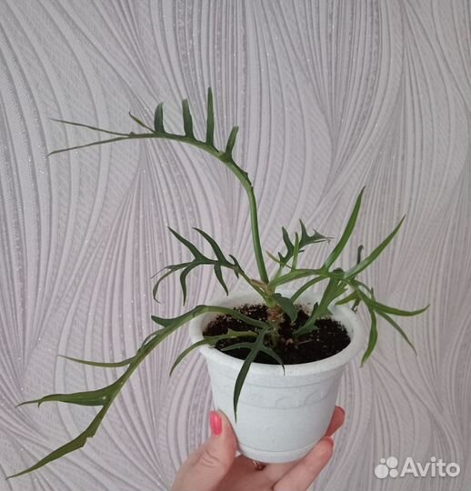 Филодендрон Тортум