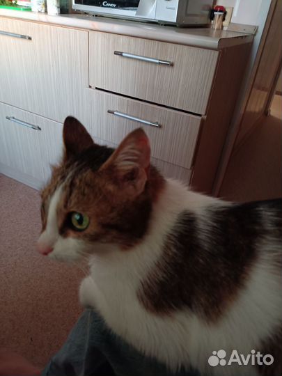 Ищу котика для вязки