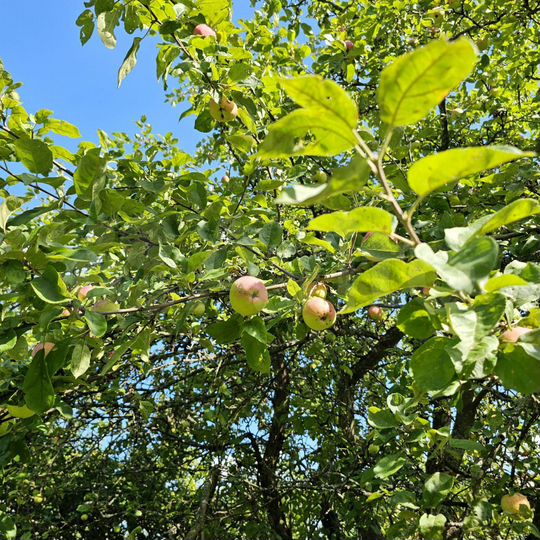 Участок 6 сот. (СНТ, ДНП)