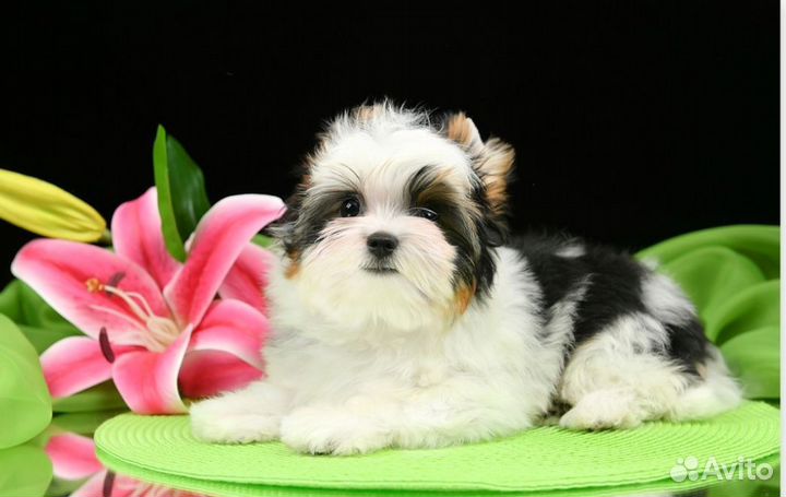 Щенок бивер терьер девочка, шоу