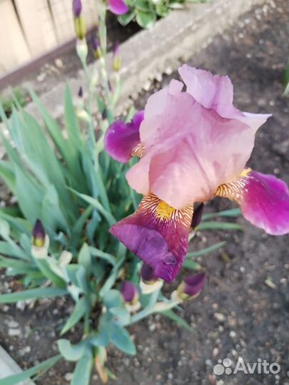 Ирисы разные