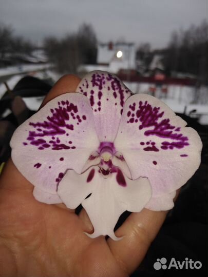 Орхидея фаленопсис