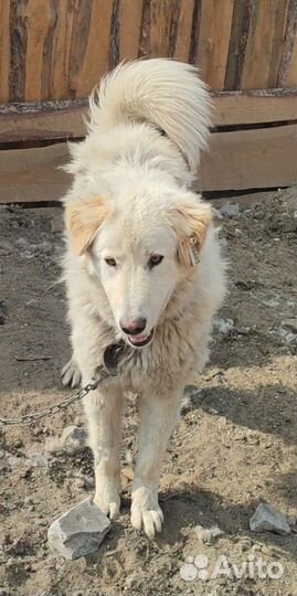 Крупные собаки приюта ждут своих хозяев